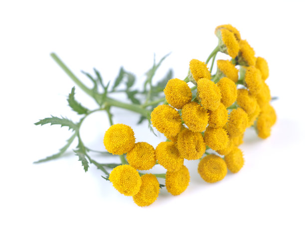 tanacetum