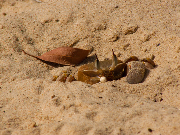 沙子蟹