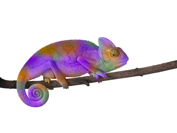 chamaeleon