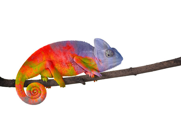 chamaeleon