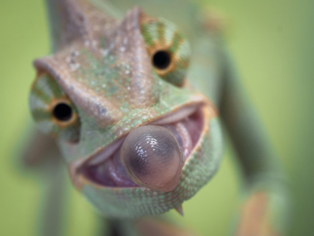 chamaeleon