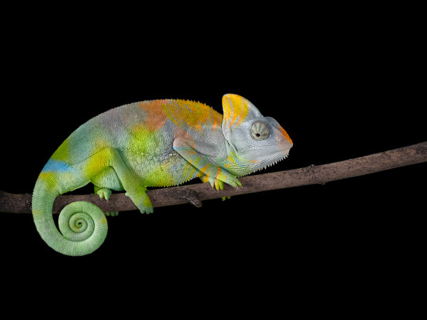 chamaeleon