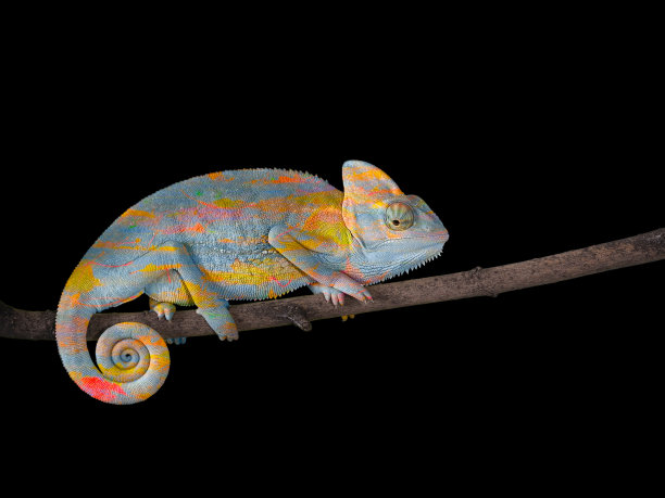 chamaeleon