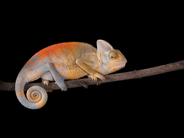 chamaeleon