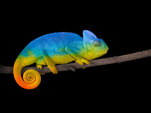 chamaeleon