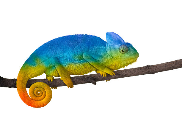chamaeleon