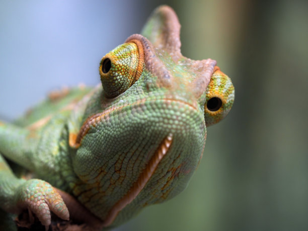 chamaeleon