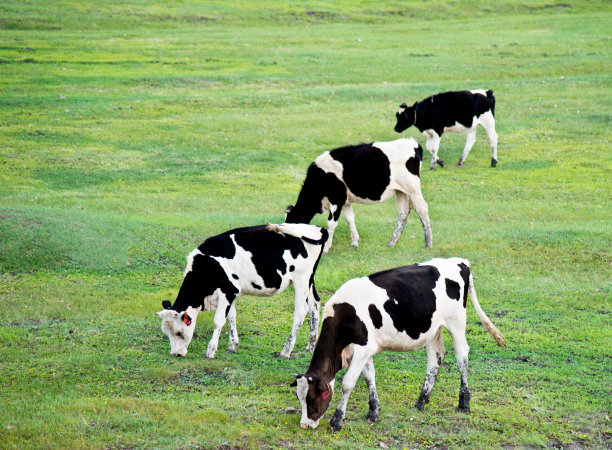 牛,奶牛,牛群,草原