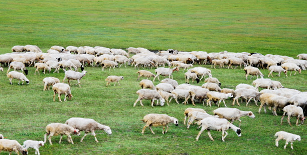 草原上白色的羊群
