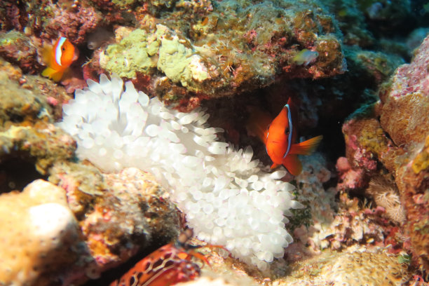 anemonefish