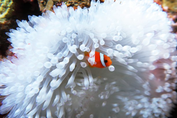 anemonefish