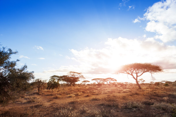 savanna