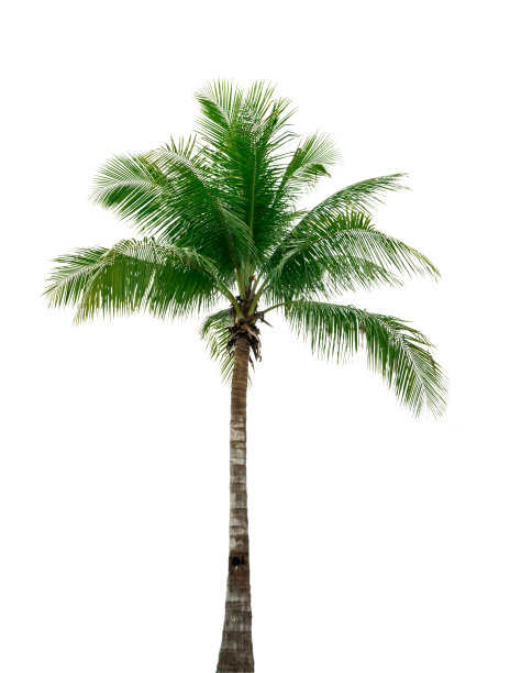 coconut