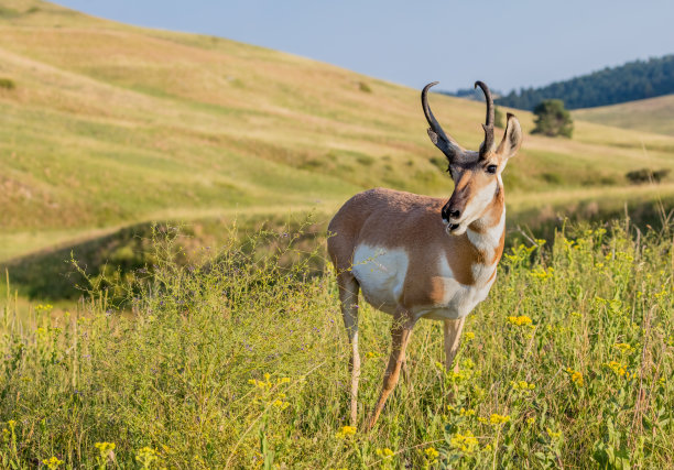 antelope