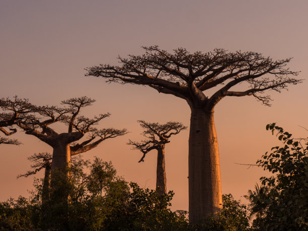 baobab