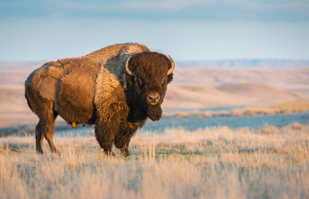 buffalo