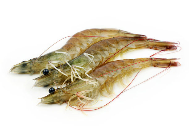 shrimps