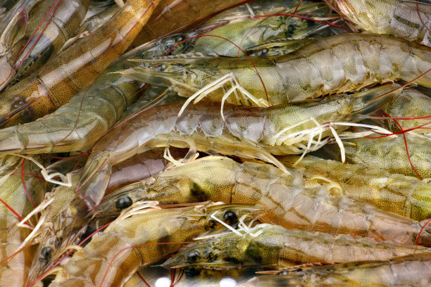 shrimps