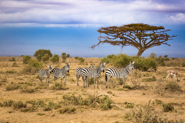 zebra