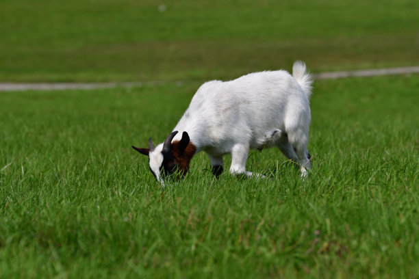 sheep