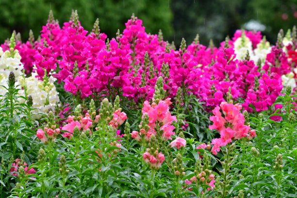 snapdragon