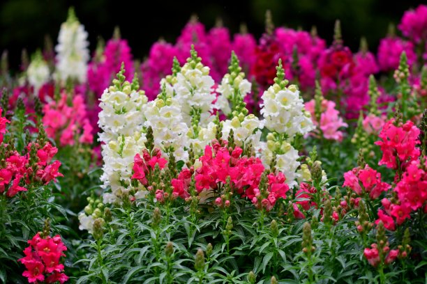 snapdragon