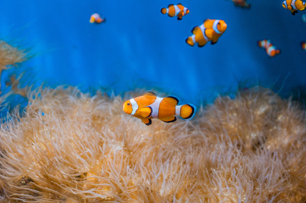 anemonefish