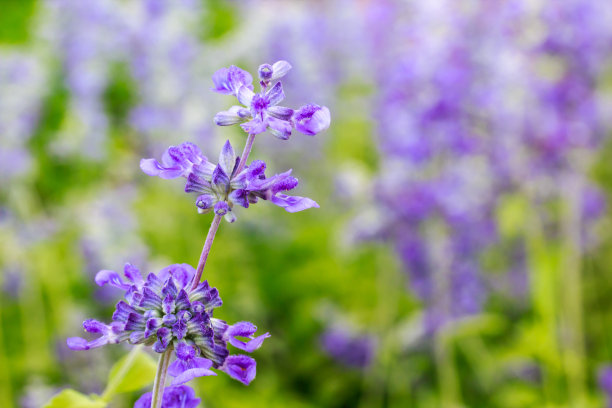 salvia