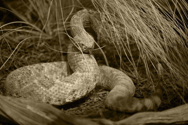 菱形斑纹响尾蛇