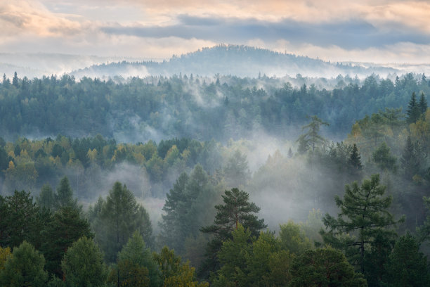 forest