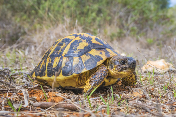 turtle