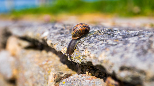 岩石上的蜗牛
