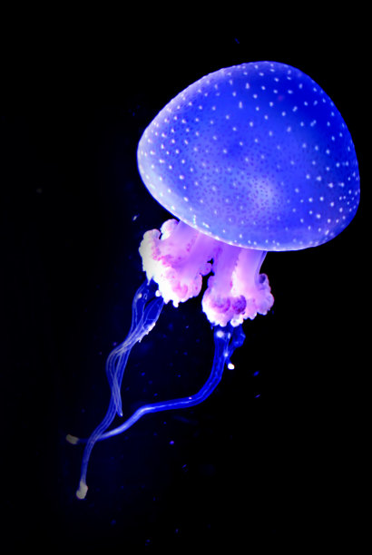 aurelia