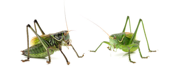 entomology