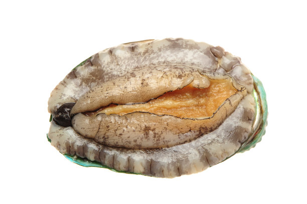 小鲍鱼