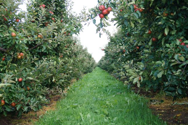 orchard