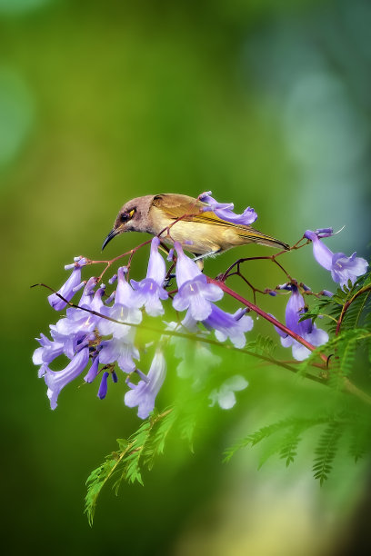 jacaranda