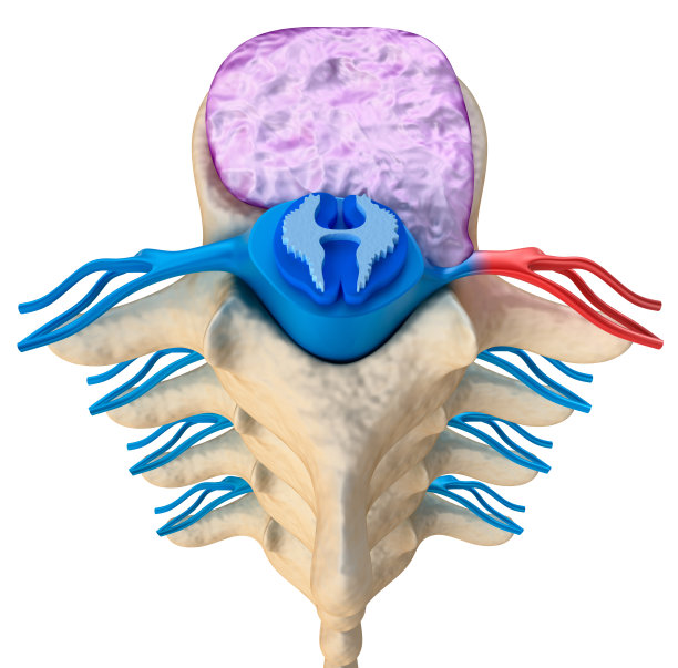 medulla