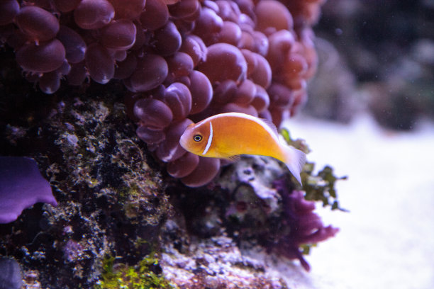 anemonefish