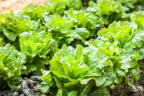 lactuca