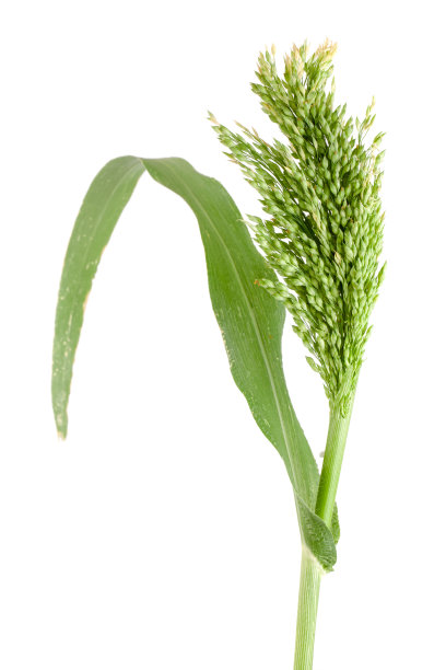 millet
