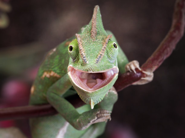 chamaeleon
