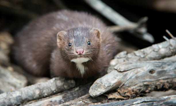mustela
