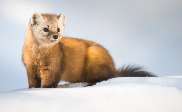 mustela