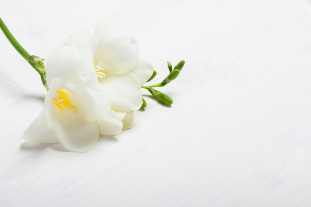 freesia