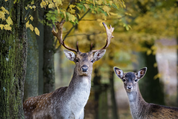 deer