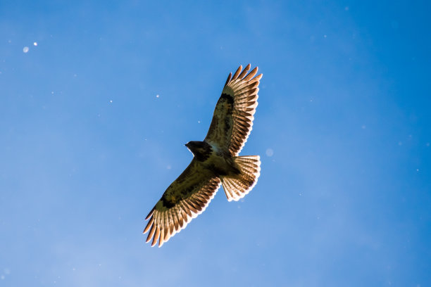 hawk