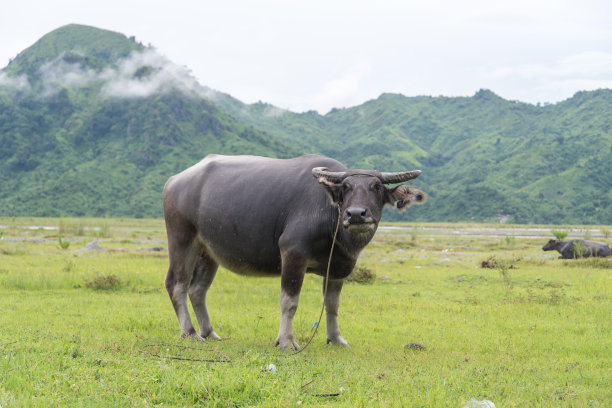 buffalo