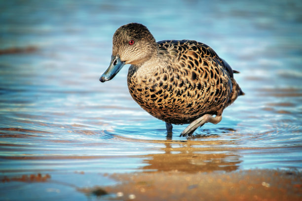 在图片中搜" 白水鸭 "结果 共4886个相关结果