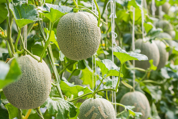 cantaloupe
